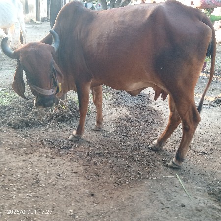 ગાય વેચવાની છે