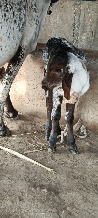 લીલડી ગીર ગાય છે