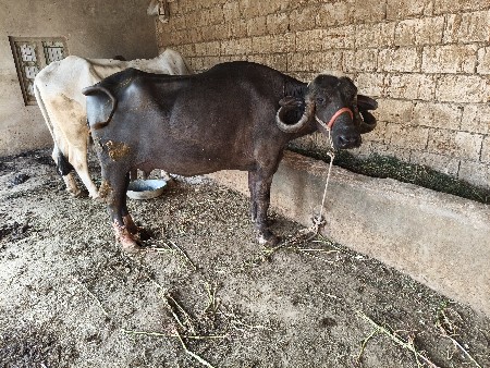 થંબનેલ 6