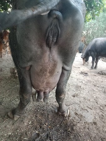 2 વેતર વિયા ણી છે