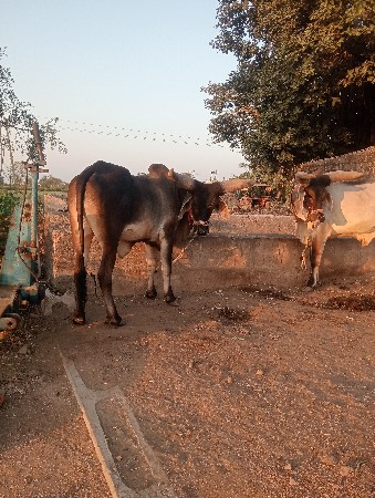 બળદ જવાબદારી થી આપવાનાછૅ  1ધર ના