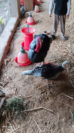 Turkey murgha ni Jodi vechvani che