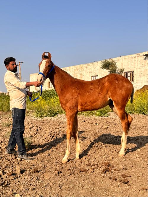 थंबनेल 2