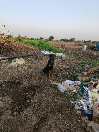 ડોબરમેન