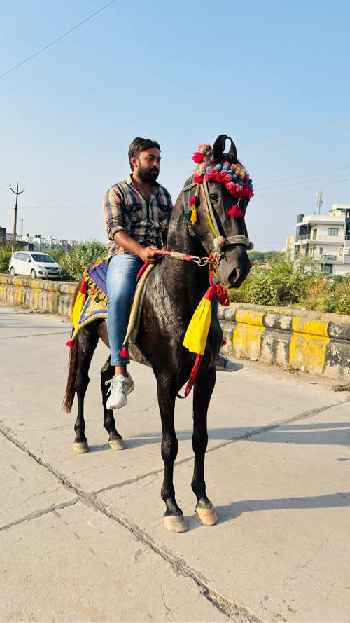 ઘોડો વેચવાનો છે પાનિયા નાગરાજ નો વસેરો છે