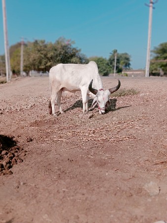 थंबनेल 2