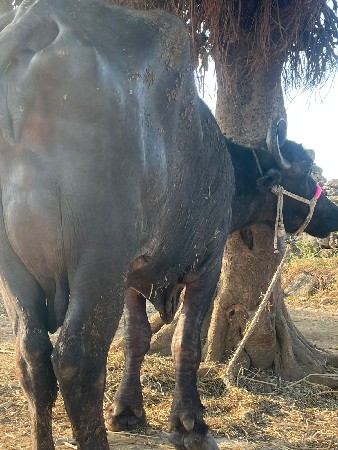 ભેંસને સવાનીસે