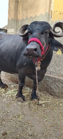 थंबनेल 3