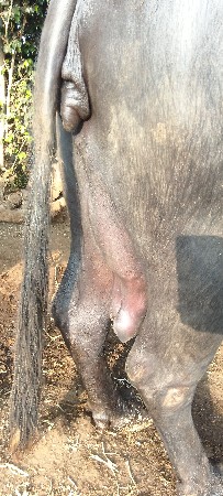 ભેંશ વેચવાની છે