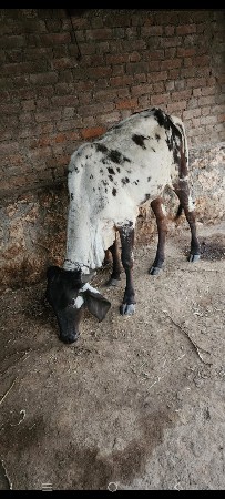 લીલડી વાસડી