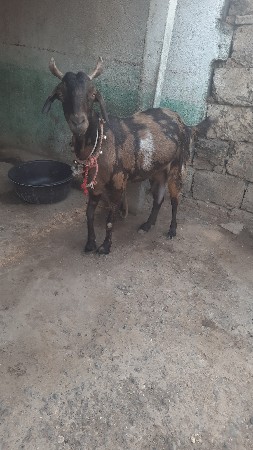 બકરી બોકડા વેચવાના છે