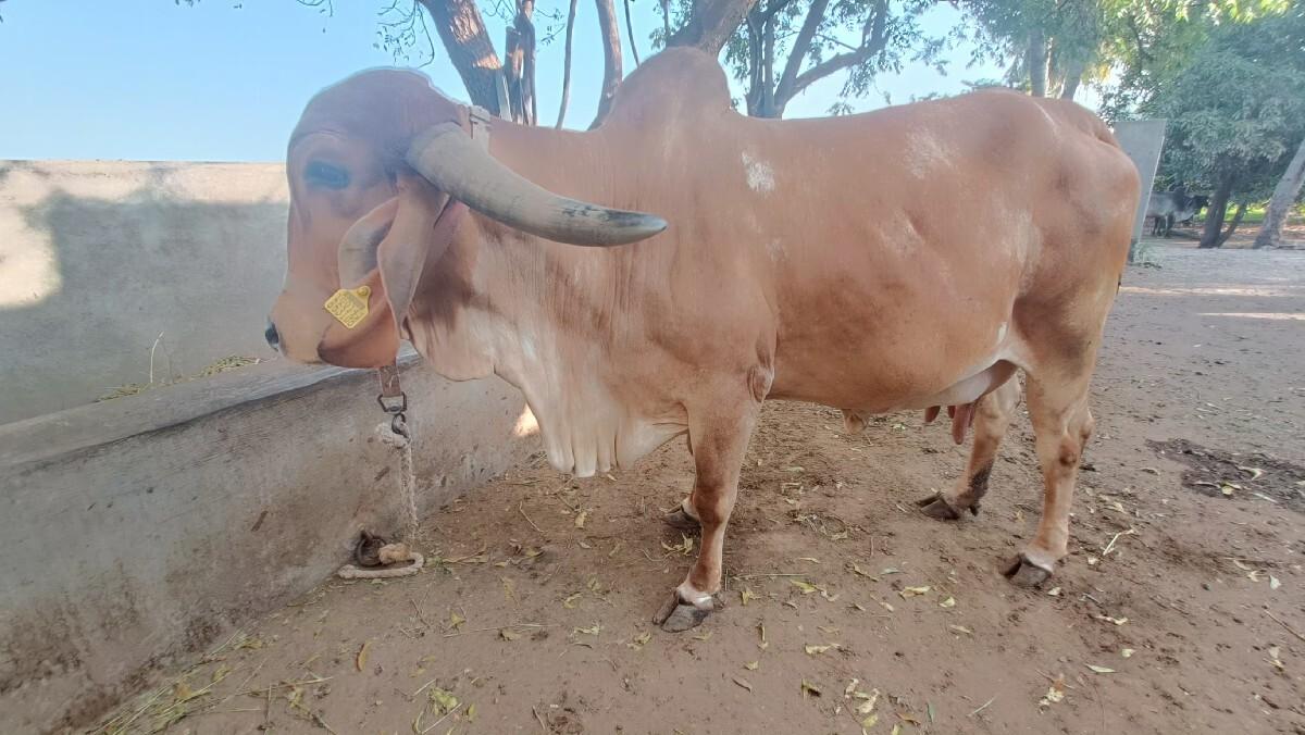 ગાય વિસવા ની છે.