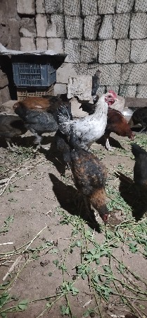 દેશી પાઠડા ૧૬