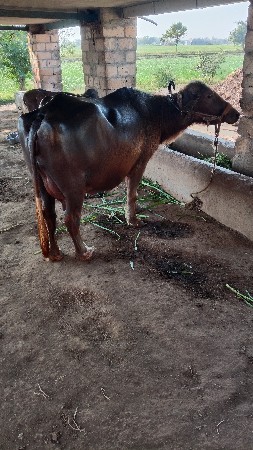 थंबनेल 2