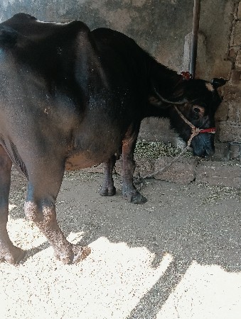 ભેંસ વેચવાની છે વેતર ૪