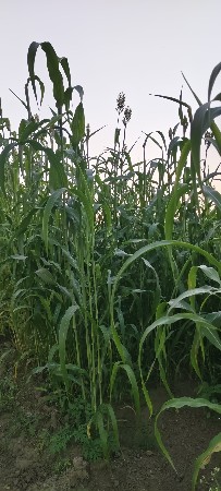 જુવાર નું લીલું વેચવાનું છે