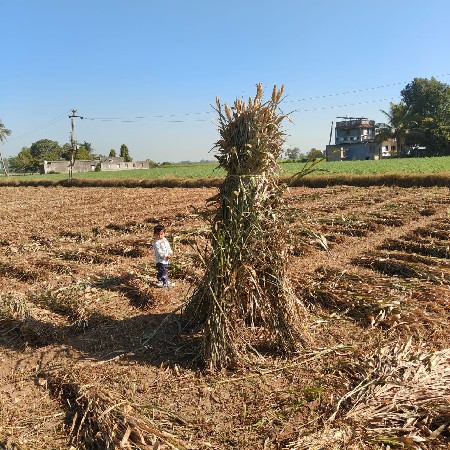 જૂવાર ની સાર વહેંચવાની છે