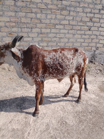 સાટા કરવાના છે