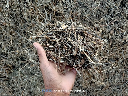 માંડવી નો ભૂકો