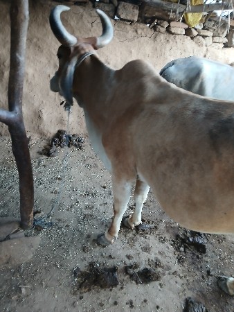 ગાય વેસાવ છે