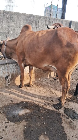 थंबनेल 3