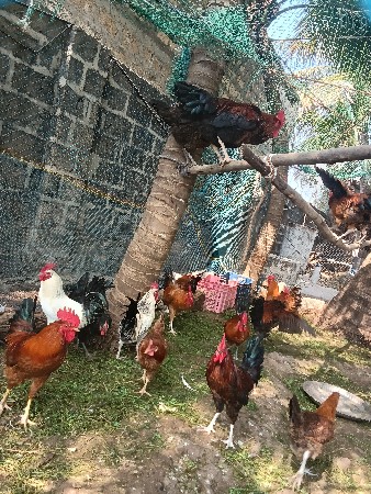 थंबनेल 3