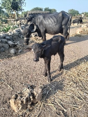 ભેંસ વેચવાની છે