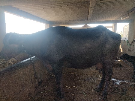 ત્રણ ભેંસ વેચવાની છે