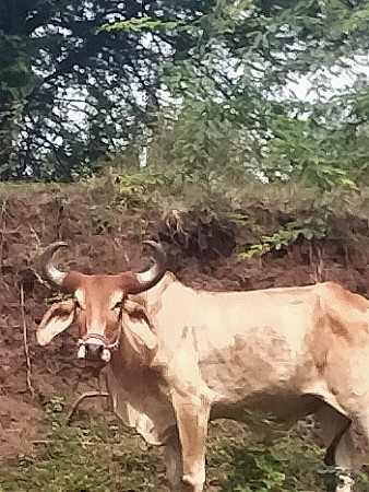 ગોઢલોવેસવાનૉછે