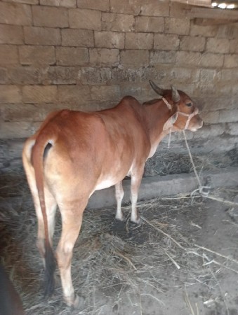 थंबनेल 2