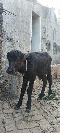 થંબનેલ 2