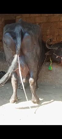 થંબનેલ 2