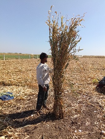 શાર વેશવાની