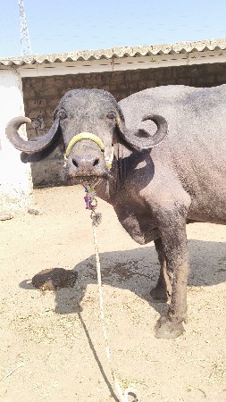 બધી જવાબદારી છે