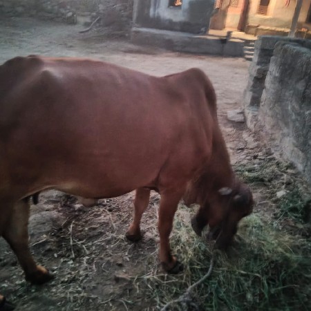 थंबनेल 2