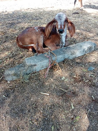 थंबनेल 2