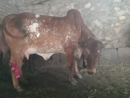 થંબનેલ 2