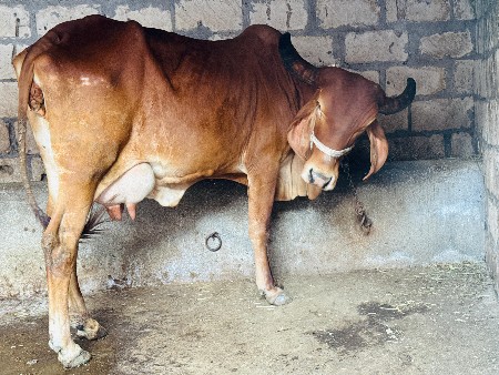 થંબનેલ 3