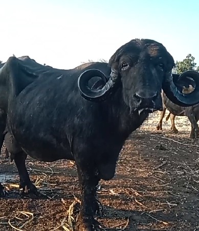 બે ભેસું ને એક પાડો વેચવાના છે