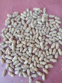 જી ૨૦ મગફળી વેચવાની છે