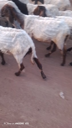 જામનગર બેડ ગામ