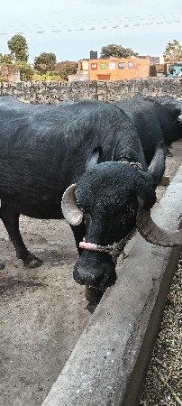 પેલા વેતર વાળી ભેંસ વેશવાની છે