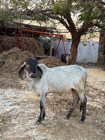 વાછડી વેચવાની છે