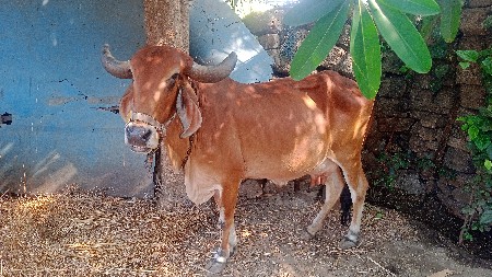 ગાય વેચવાની છે  7 મહિના ગાભણ છે