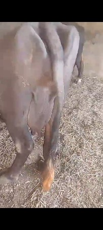 6 દાતે પાડી વેચવાની સે