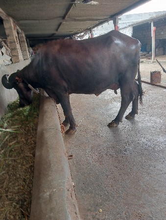 વેચવાની છે ગામ વધાવી