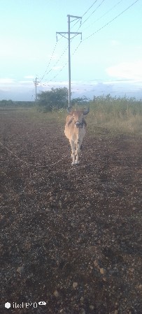 ગોઢલા વેચવાના છે ઠાલા ફોરાં હાલે