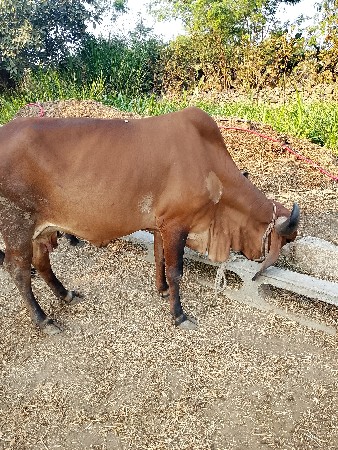 ગાય વેચવાની છે