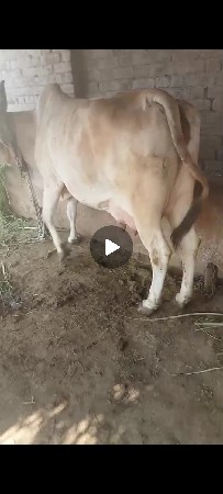 थंबनेल 3