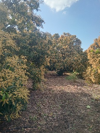 આંબા નો બગીચો